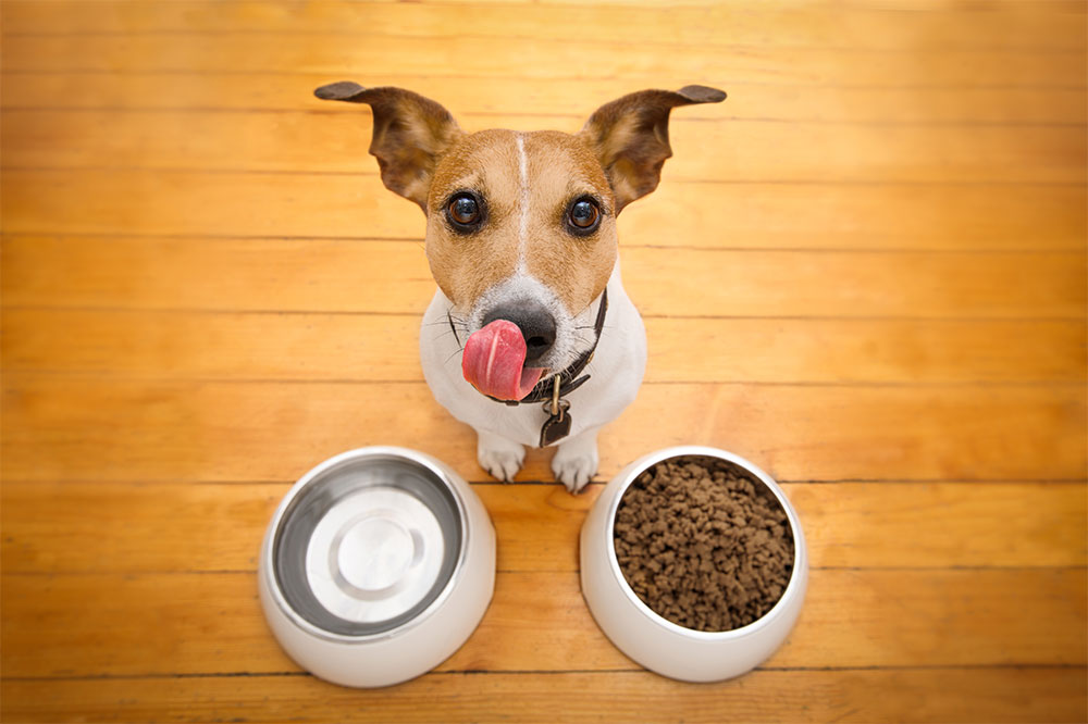 5 dog food brands that are loved worldwide