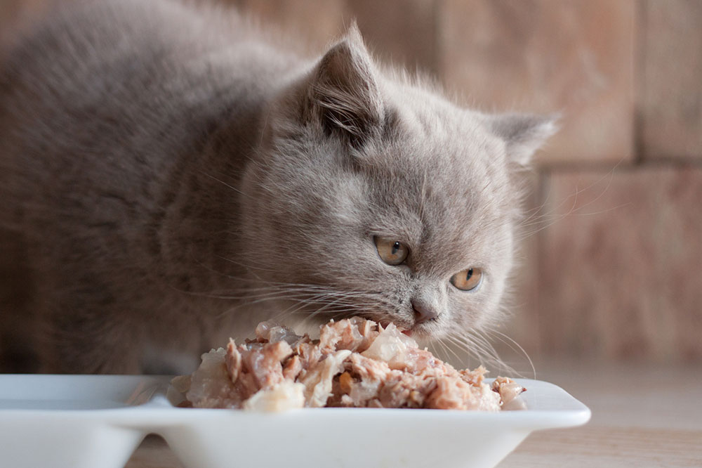 7 popular cat foods for wholesome nutrition