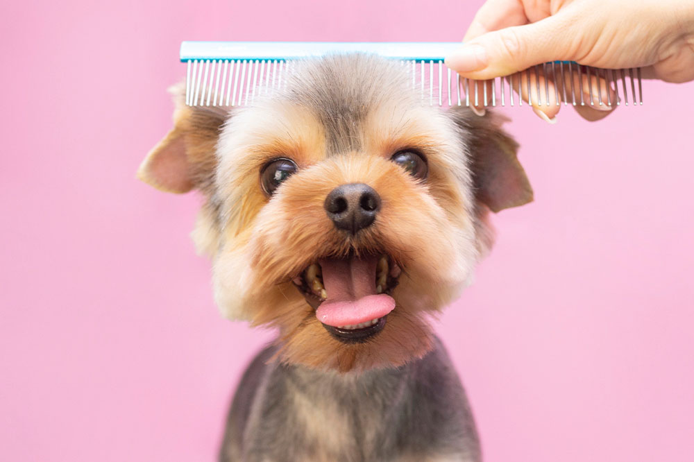 Top services offered by dog grooming services