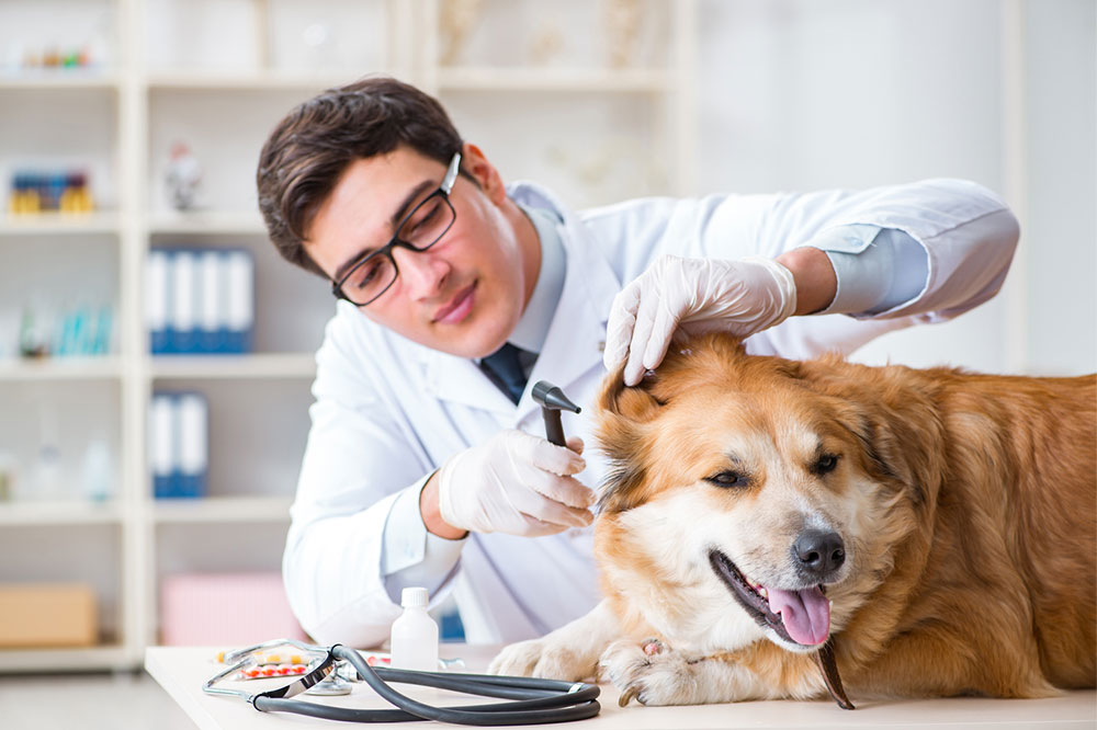 Top tick treatment products for dogs in 2021