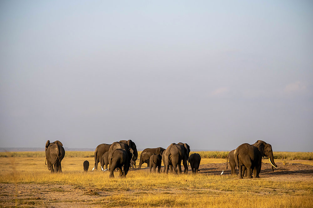 5 top African safaris to choose next