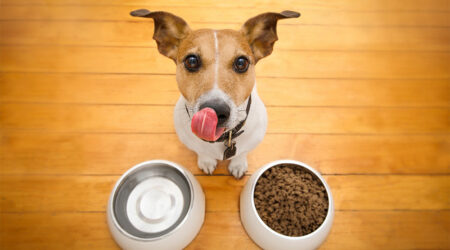 5 dog food brands that are loved worldwide