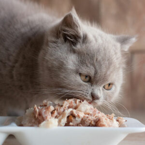 7 popular cat foods for wholesome nutrition