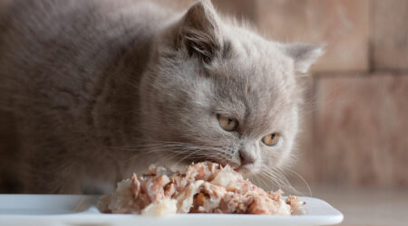 7 popular cat foods for wholesome nutrition