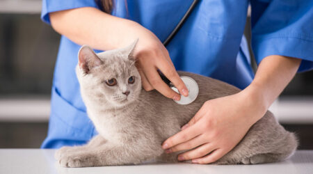 Natural treatment of seasonal allergies in cats