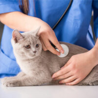 Natural treatment of seasonal allergies in cats