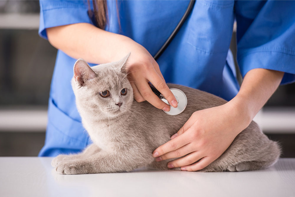 Natural treatment of seasonal allergies in cats