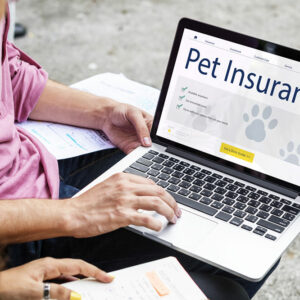 Top 4 pet insurance plans