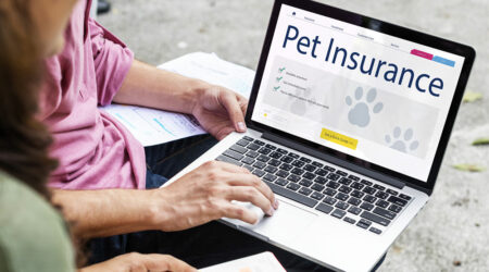 Top 4 pet insurance plans