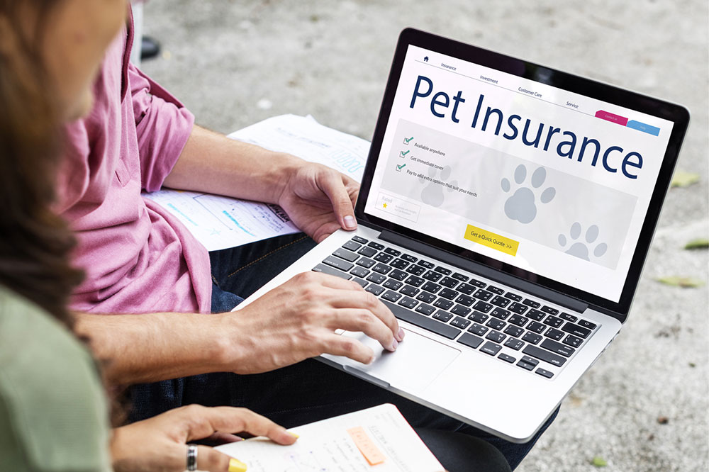 Top 4 pet insurance plans