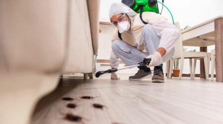 Top 3 general household pest exterminators