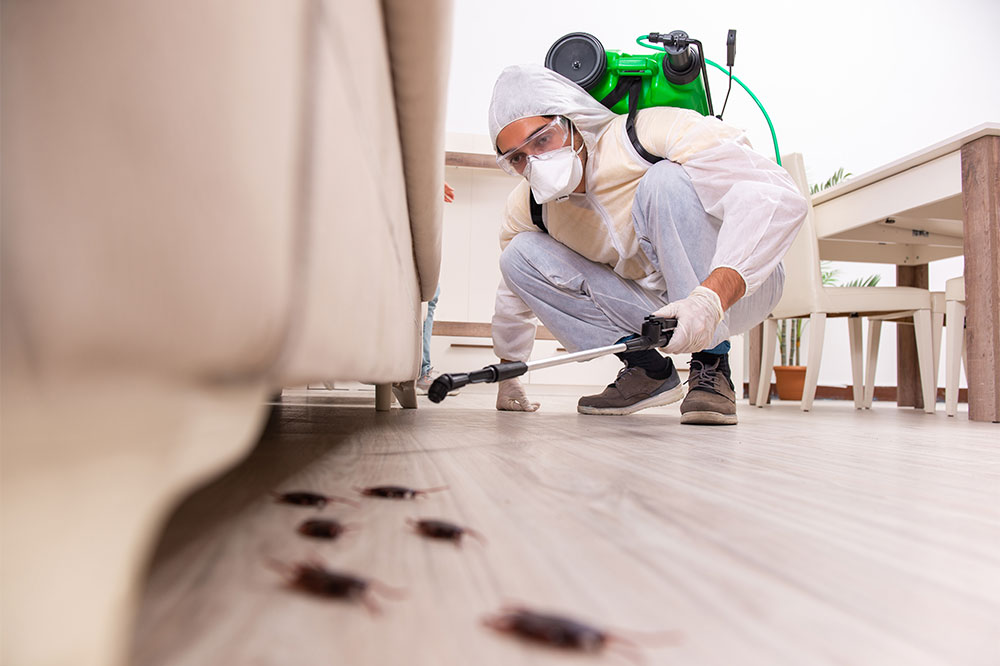 Top 3 general household pest exterminators