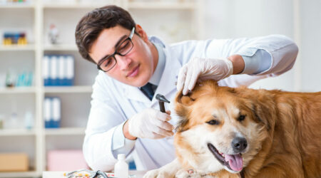 Top tick treatment products for dogs in 2021