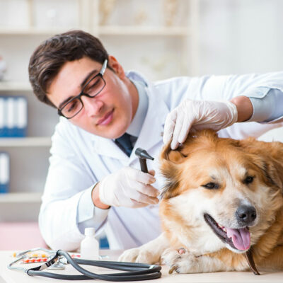 Top tick treatment products for dogs in 2021