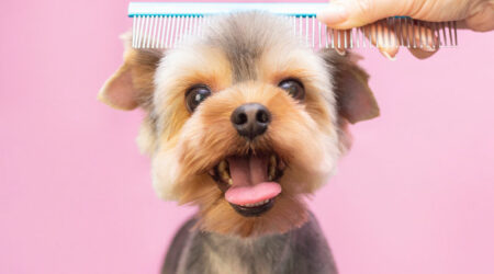 Top services offered by dog grooming services