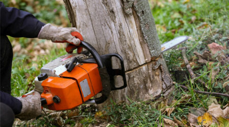 4 factors that influence the cost of tree removal