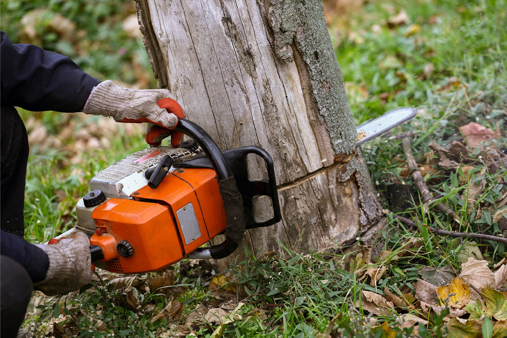 4 factors that influence the cost of tree removal