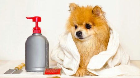 6 tips to choose non-toxic products to fight fleas and ticks