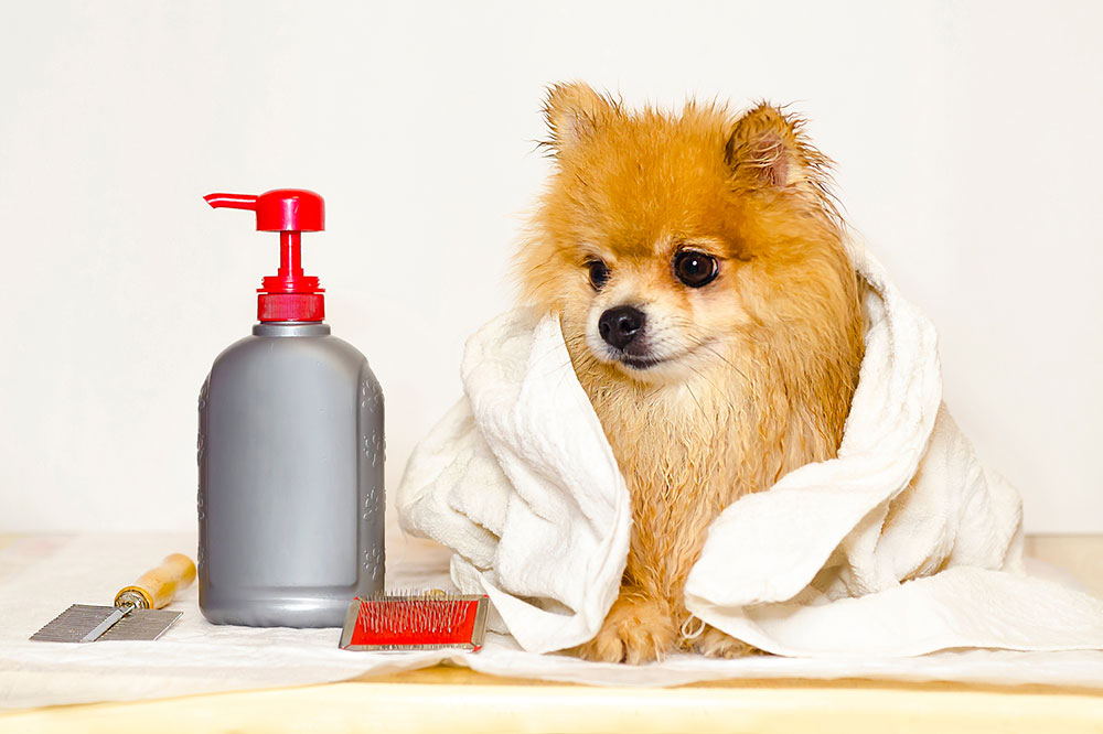 6 tips to choose non-toxic products to fight fleas and ticks