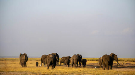 5 top African safaris to choose next