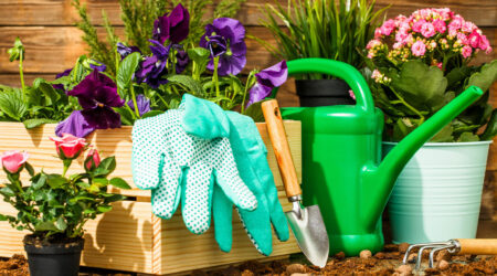 8 useful gardening tips for beginners