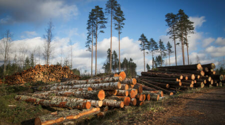 A comprehensive guide to forestry and logging