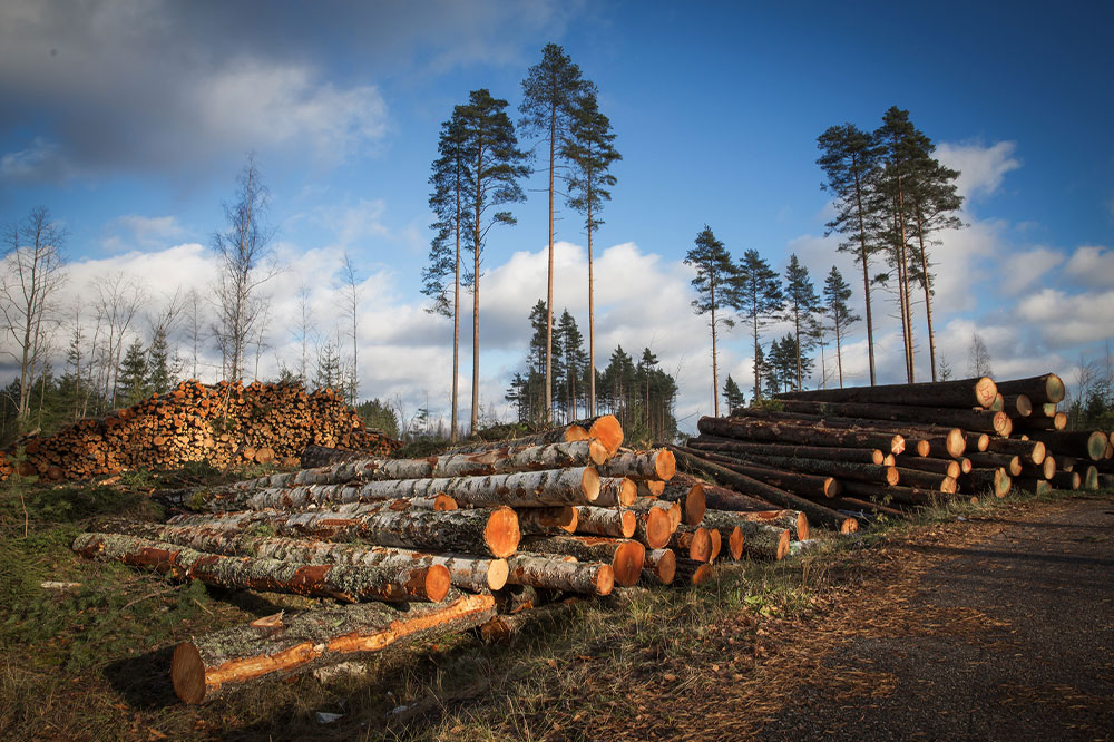 A comprehensive guide to forestry and logging