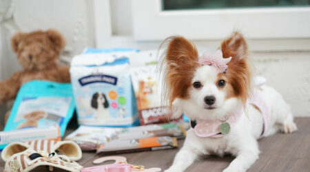 Factors to consider while buying pet supplies