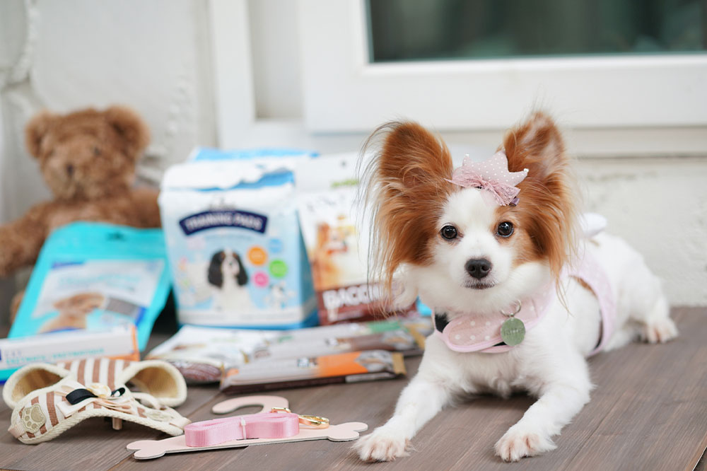 Factors to consider while buying pet supplies