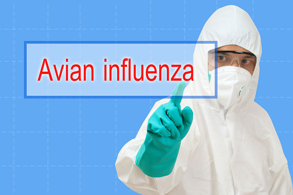 Avian flu &#8211; Symptoms, causes, prevention, and more