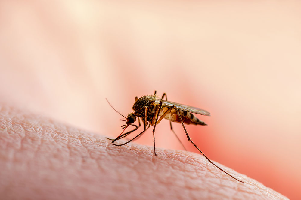 Important things to know about mosquito bites